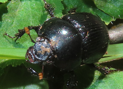 Geotrupes balyi
