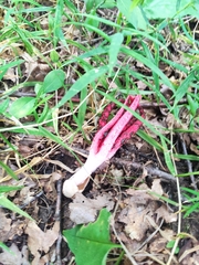 Clathrus archeri