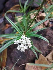 Asclepias angustifolia