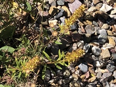 Solidago simplex