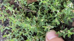 Polygonum