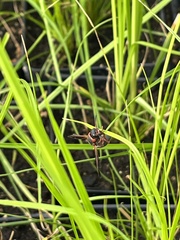 Pachodynerus erynnis