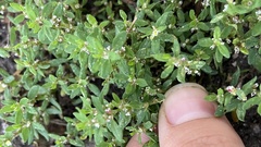Polygonum