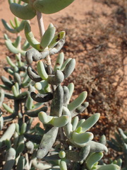 Stoeberia frutescens