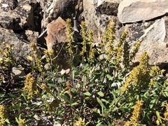 Solidago simplex