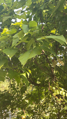Catalpa