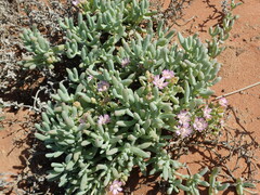 Stoeberia frutescens