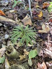 Dendrolycopodium
