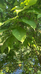 Catalpa