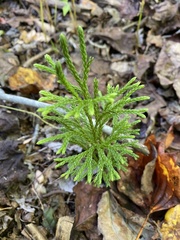 Dendrolycopodium