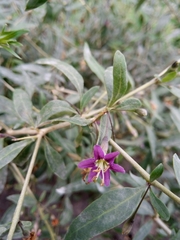 Lycium barbarum
