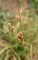 Juncus dichotomus