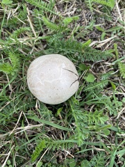 Agaricus arvensis
