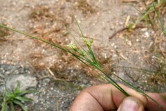 Juncus dichotomus
