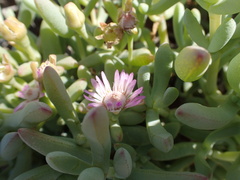 Stoeberia frutescens