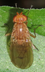 Suillia quinquepunctata