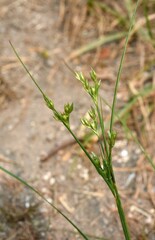 Juncus dichotomus