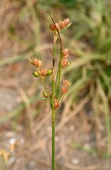 Juncus dichotomus