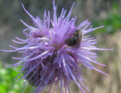 Agapostemon virescens