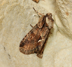 Allophyes oxyacanthae