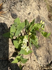 Basananthe sandersonii