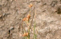 Juncus dichotomus
