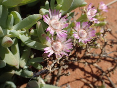 Stoeberia frutescens