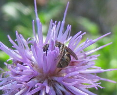 Agapostemon virescens