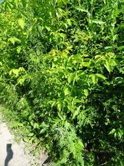 Pastinaca sativa sylvestris