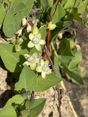 Basananthe sandersonii