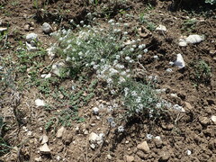 Lobularia maritima