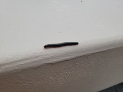 Anadenobolus monilicornis