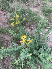 Hypericum perforatum