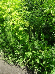 Pastinaca sativa sylvestris