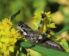 Booneacris glacialis