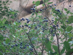 Symplocos paniculata