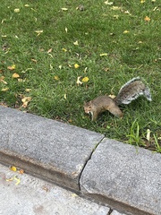 Sciurus carolinensis
