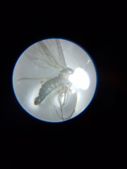 Diptera