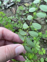 Phyllanthus caroliniensis