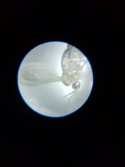 Diptera