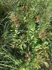 Zizia aurea