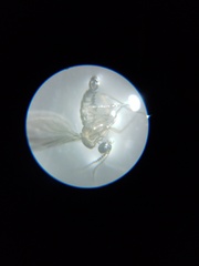 Diptera