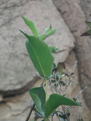 Symplocos paniculata