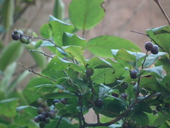 Symplocos paniculata