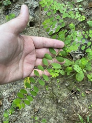 Phyllanthus caroliniensis