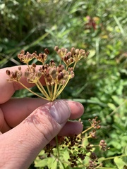 Zizia aurea