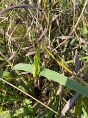 Amblycorypha