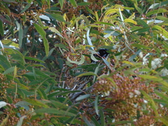 Phylidonyris novaehollandiae