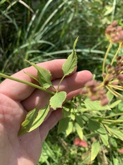 Zizia aurea