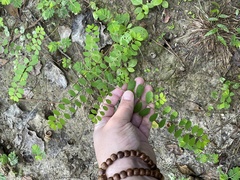 Phyllanthus caroliniensis